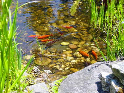 Goldfische