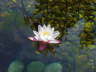 Seerose rosa
