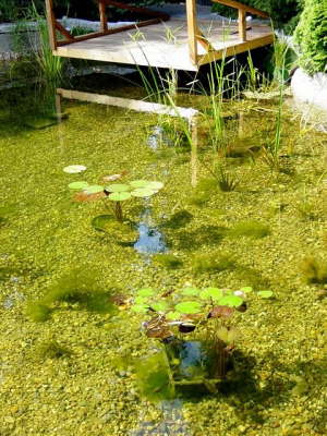 Wasserpflanzen