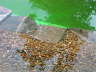 Wege im Wasser